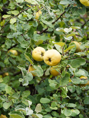 (Cydonia oblonga maliformis) Cognassier ou pommier de Cydon à fruits jaune en forme de pomme à peau charnue et duveteuse 