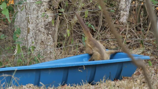 Surviving monkey drinking from water spot prepared by volunteers at Pantanal wildlife 2020
