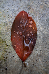 
feuille d'automne avec de gouttes de pluie