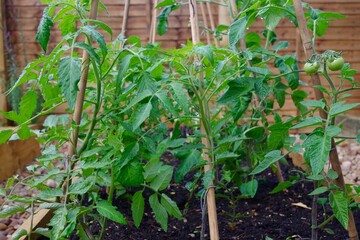 Tomato trellis in the garden