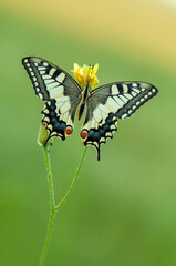 Wonderful butterfly Papilio machaon spread its wings on a summer day.