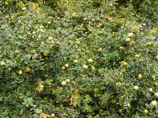 Cognassier ou coing - Cydonia oblonga - au port buissonnant, petites feuilles vert amande et blanc argent&eacute;, fruits parfum&eacute;s jaune dor&eacute; pour la confection de gel&eacute;es