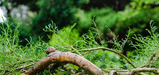 Snail on the tree branch of the dwarf tree. Close up, Selective focus.