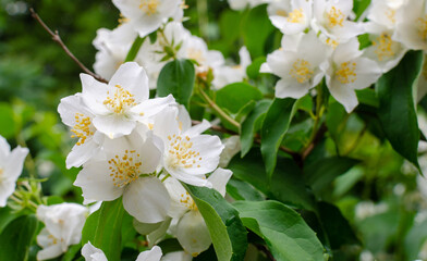 Close up of jasmine flowers in the japanese garden. White jasmine flowers grow on the branches of a bush  in summer. Shallow depth of field