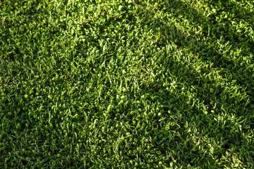 Textura de hierba césped verde natural con rayos de sol.