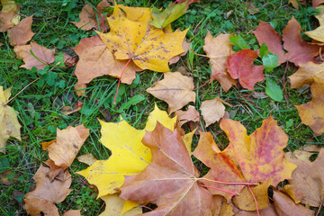 Many fallen maple leaves on the grass, at the end of the autumn season.