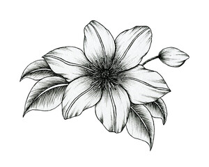 hand drawn ink clematis flowers isolated on white, black and white line art floral drawing, vintage botanical illustration, black floral sketch