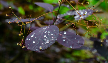Purple leaves of cotinus coggygria with waterdrops in summer. Close up, selective focus.