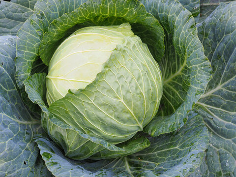 Ripe head of cabbage. Agricultural plant. Brassica oleracea. Harvesting a new crop. Fruits of autumn. Vegetarian food. Illustration on the theme of vegetable garden and horticulture