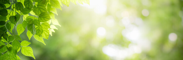 Concept nature view of green leaf on blurred greenery background in garden and sunlight with copy...