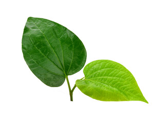 Piper sarmentosum Roxb green Leaves and isolated on white background
