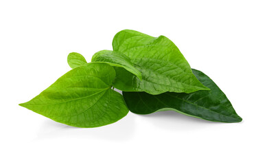 Green Piper betel leaf isolated on the white background. Thai herb, Thai food (Wildbetal Leafbush) (Piper sarmentosum Roxb)
