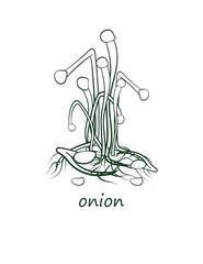 Microgreens. Low calorie diet and healthy eating.