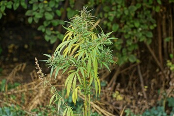 one large bush of cannabis plant with green and yellow leaves in nature