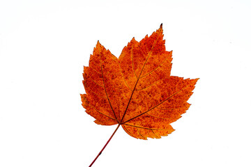 Ahorn Blatt im Herbst bunt orange braun gelb isoliert auf weiss