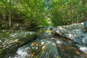 Obraz premium Crystal clear river surrounded by vegetation and stones