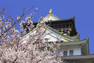 大阪城と桜