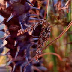 Fine art nature photography. Shallow deep of field. Selective focus. 