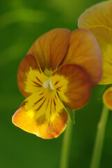 Fleur de pensées horticoles