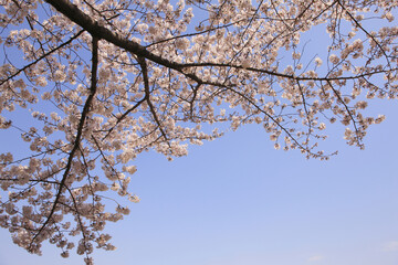 サクラと青空