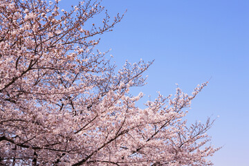 サクラと青空