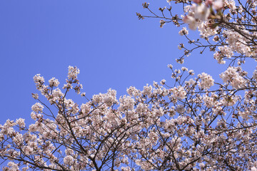 サクラと青空