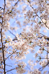 サクラと青空