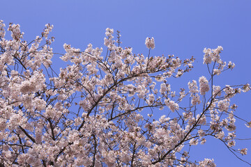 サクラと青空