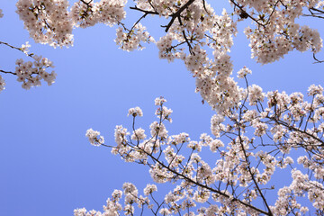 サクラと青空