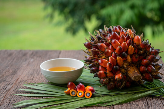 Fresh palm oil fruits and cooking palm oil on a palm leaves in wooden background