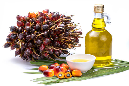 Fresh palm oil fruits and cooking palm oil on a palm leaves in wooden background