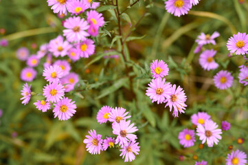 Obraz premium autumn flowers Aster novi-belgii vibrant light purple color in full bloom in the garden