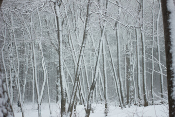 fairy forest. winter. snow