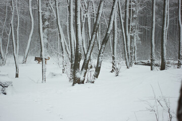 fairy forest. winter. snow