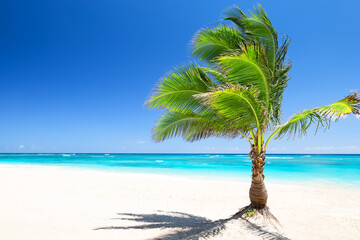 Coconut palm tree against blue sky and beautiful beach in Punta Cana, Dominican Republic.