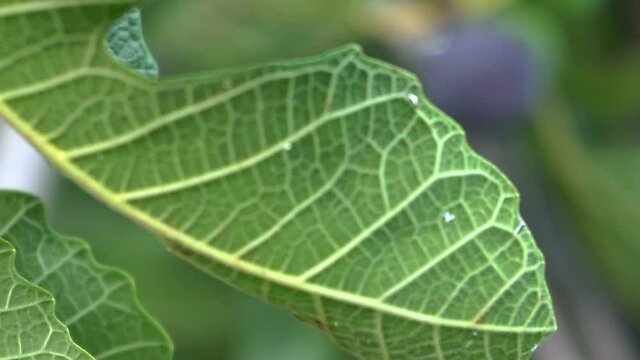 Close up shot on fig tree, focusing on fruits and leafs