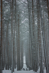 Fototapeta premium fairy forest. winter. snow