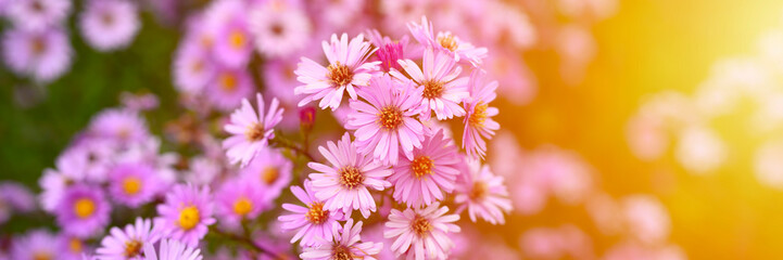 Fototapeta premium autumn flowers Aster novi-belgii vibrant light purple color in full bloom in the garden. banner. flare