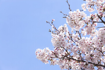 サクラと青空