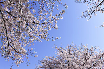 サクラと青空