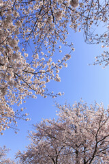 サクラと青空