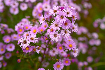 Obraz na płótnie Canvas autumn flowers Aster novi-belgii vibrant light purple color in full bloom in the garden