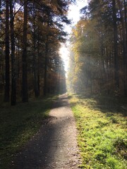 Obraz premium path in the forest