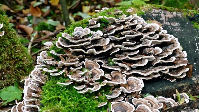 Coriolus Pilz am  Baumstamm 07- 30fps 4K