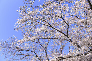サクラと青空