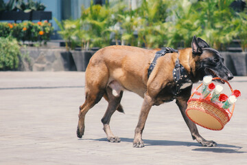 Obraz premium Malinois Dog bring basket of flowers on the park. Well-raised and trained Belgian Malinois are usually active, intelligent, friendly, protective, alert and hard-working.