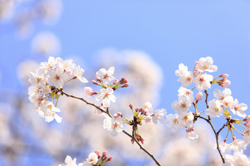 Fototapeta premium サクラと青空