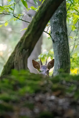 Deer in the woods. Deer in the forest