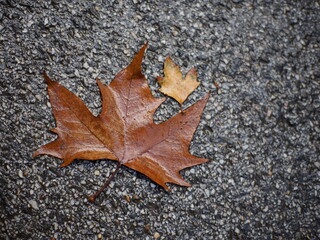 Wet autumn leaves big and small on the sidewalk in the park