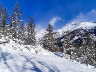 Winter white forest with snow in pine forest mountain on Christmas background